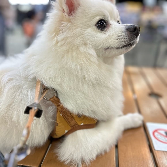 Meet your Posher, Lee! - Picture 6 of 7